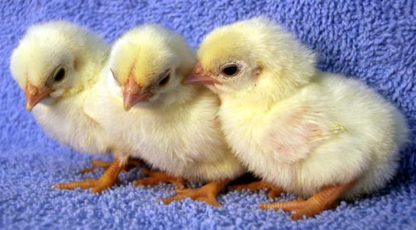 Day Old White Japanese Bantam Chicks