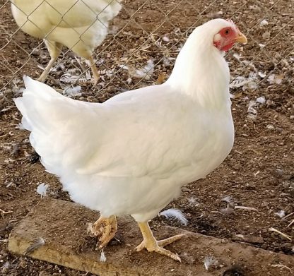 White Jersey Chicken Photo by Becky