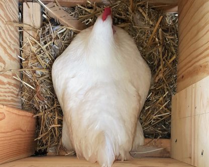 White Jersey Chicken Photo by Tracy Valdez