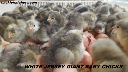 Flock of White Jersey Giant Hen Chicken