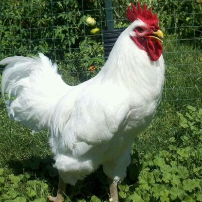 White Jersey Giant Chicken