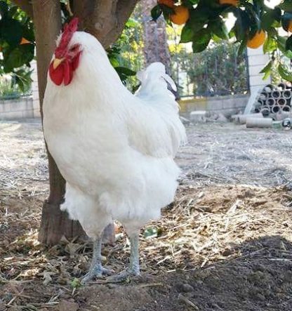 White Jersey Giant Hen Chicken For Sale