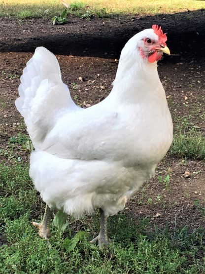 White Jersey Giant Chicken Photo by Cindy Evans