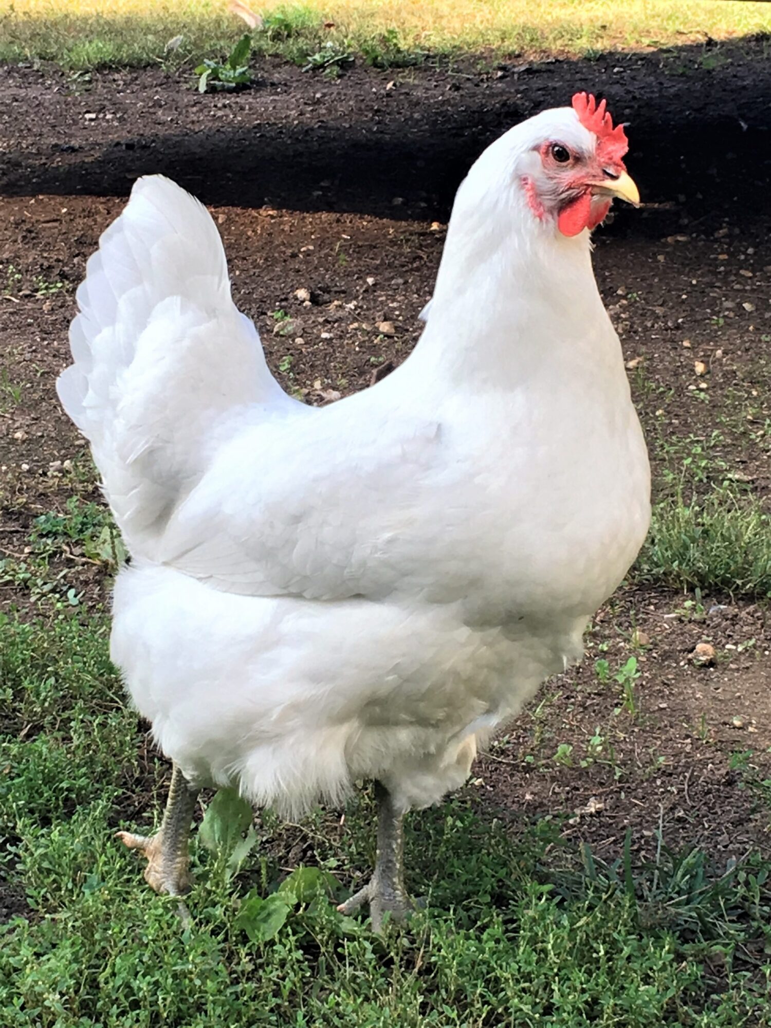White Chicken Hen