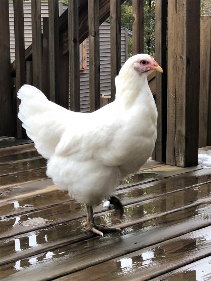 White Jersey Giant Chicken Photo by Matthew Cook