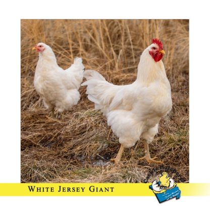 White Jersey Giant Chicken