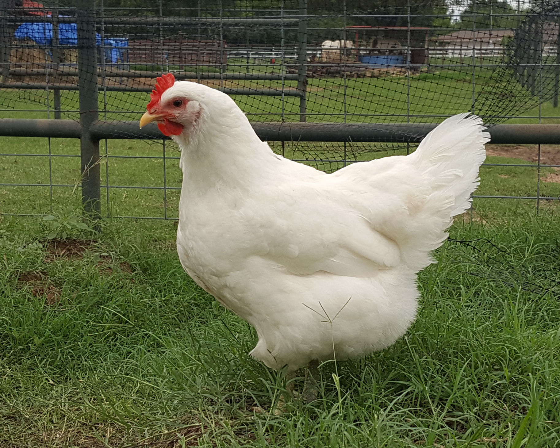 white jersey giant chicken