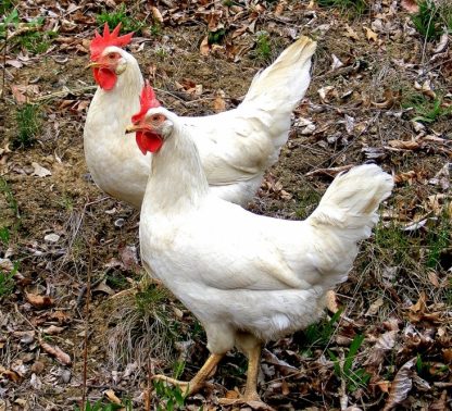 White Leghorn Chickens