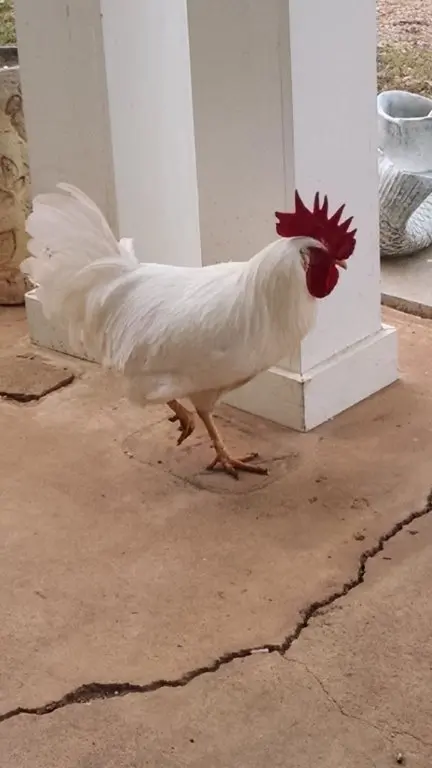 White Leghorn Chicken