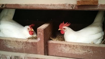 White Leghorn Chicken