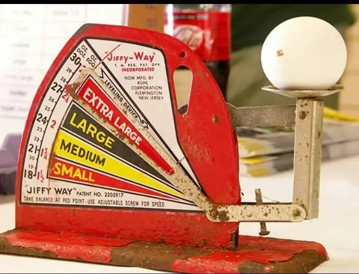 White Leghorn Chicken