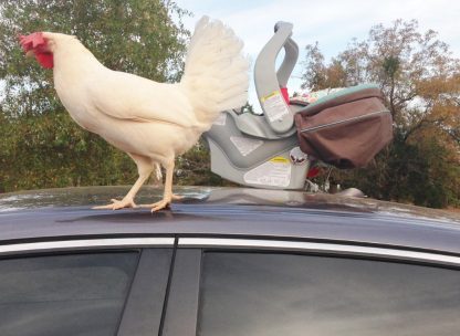 White Leghorn Chicken