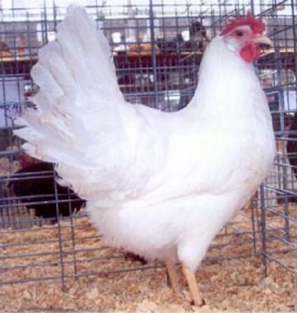 White Leghorn Chicken Hen