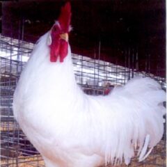White Leghorn Chicken Rooster