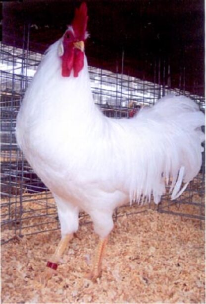 White Leghorn Chicken Rooster