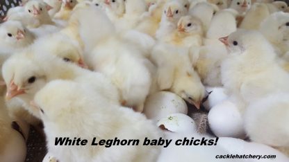 White Leghorn Chicks