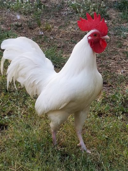 White OE bantam John Garcia