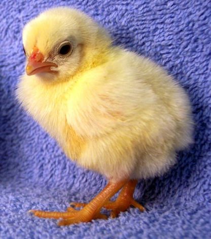 White Old English Game Bantam Chick