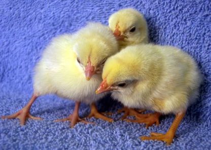 White Old English Game Bantam Chick