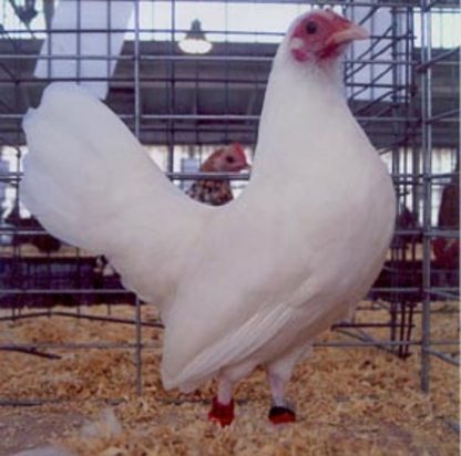 White Old English Game Bantam