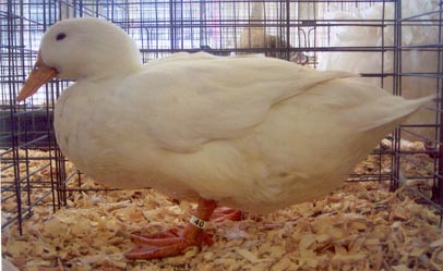 "The White Pekin Duck breed is the type of duck used in making the AFLAC commercials"