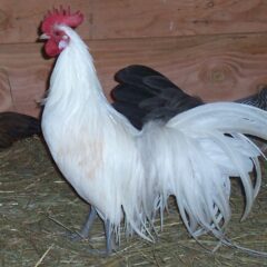 White Phoenix Bantam Chicken Rooster