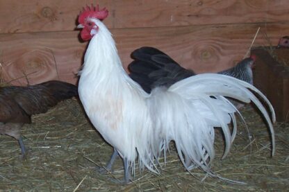 White Phoenix Bantam Chicken Rooster