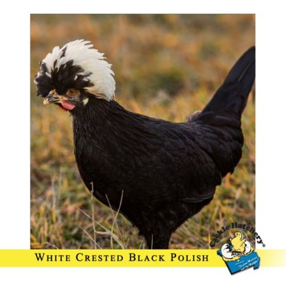 White Crested Black Polish Chicken