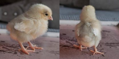 White Plymouth Rock chicks