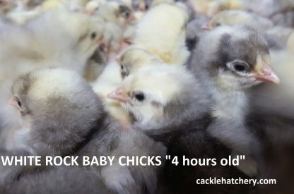 White Plymouth Rock chicks for sale