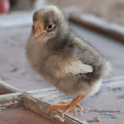 White Plymouth Rock chicks