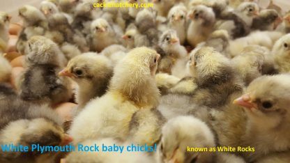 White Plymouth Rock chicks