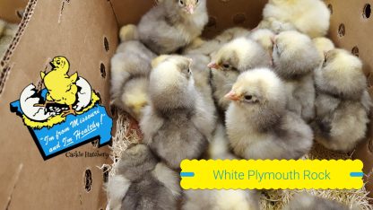 White Plymouth Rock chicks