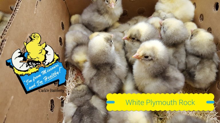 White Plymouth Rock chicks