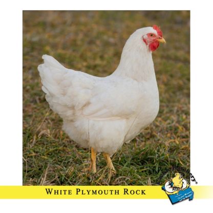 White Plymouth Rock Chicken