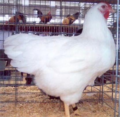 White Plymouth Rock Chicken Hen