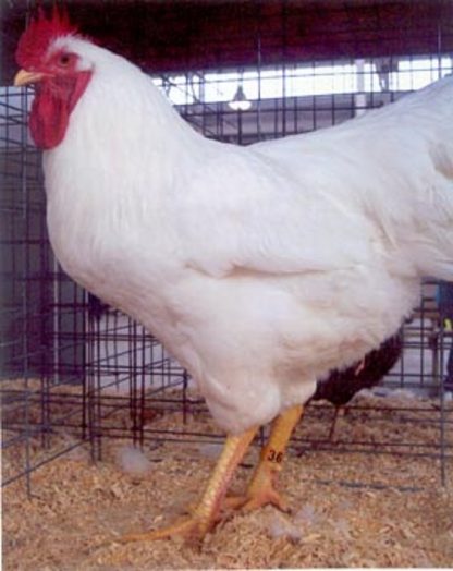 White Plymouth Rock Chicken Rooster