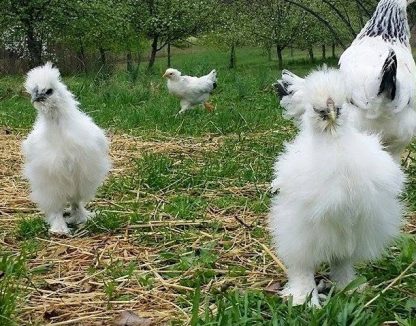 White Silkie Bantam