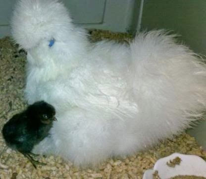 White Silkie Bantam