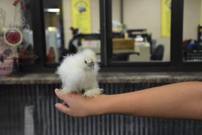 White Silkie Bantam