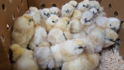 White Silkie Bantam