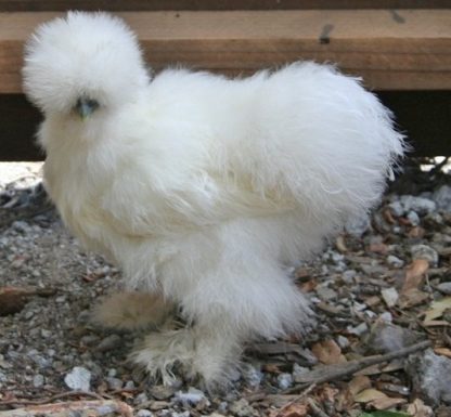 White Silkie Bantam