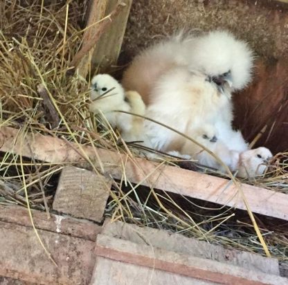 White Silkie Bantam