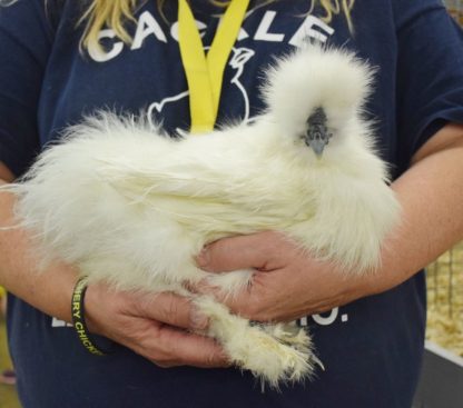 White Silkie Bantam