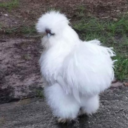 White Silkie Bantam