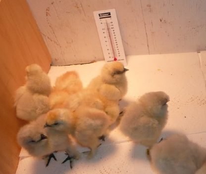 White Silkie Bantam Chicks