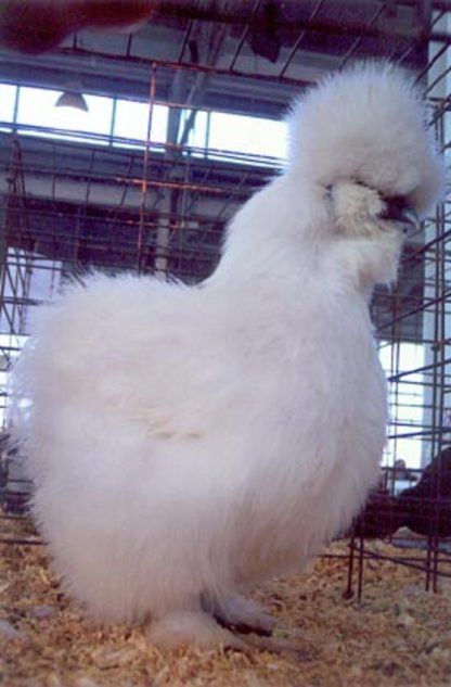 White Silkie Bantam