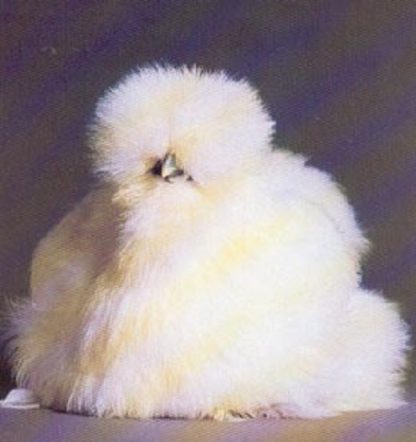 White Silkie Bantam