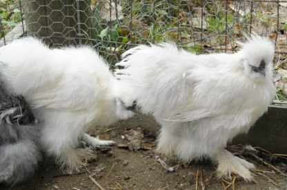 White Silkie Bantam