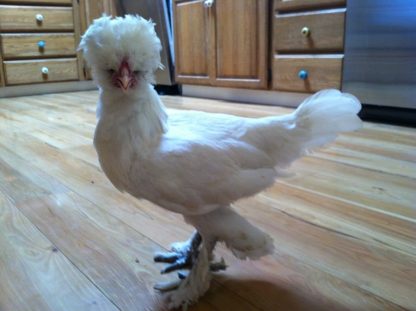 White Sultan Chicken